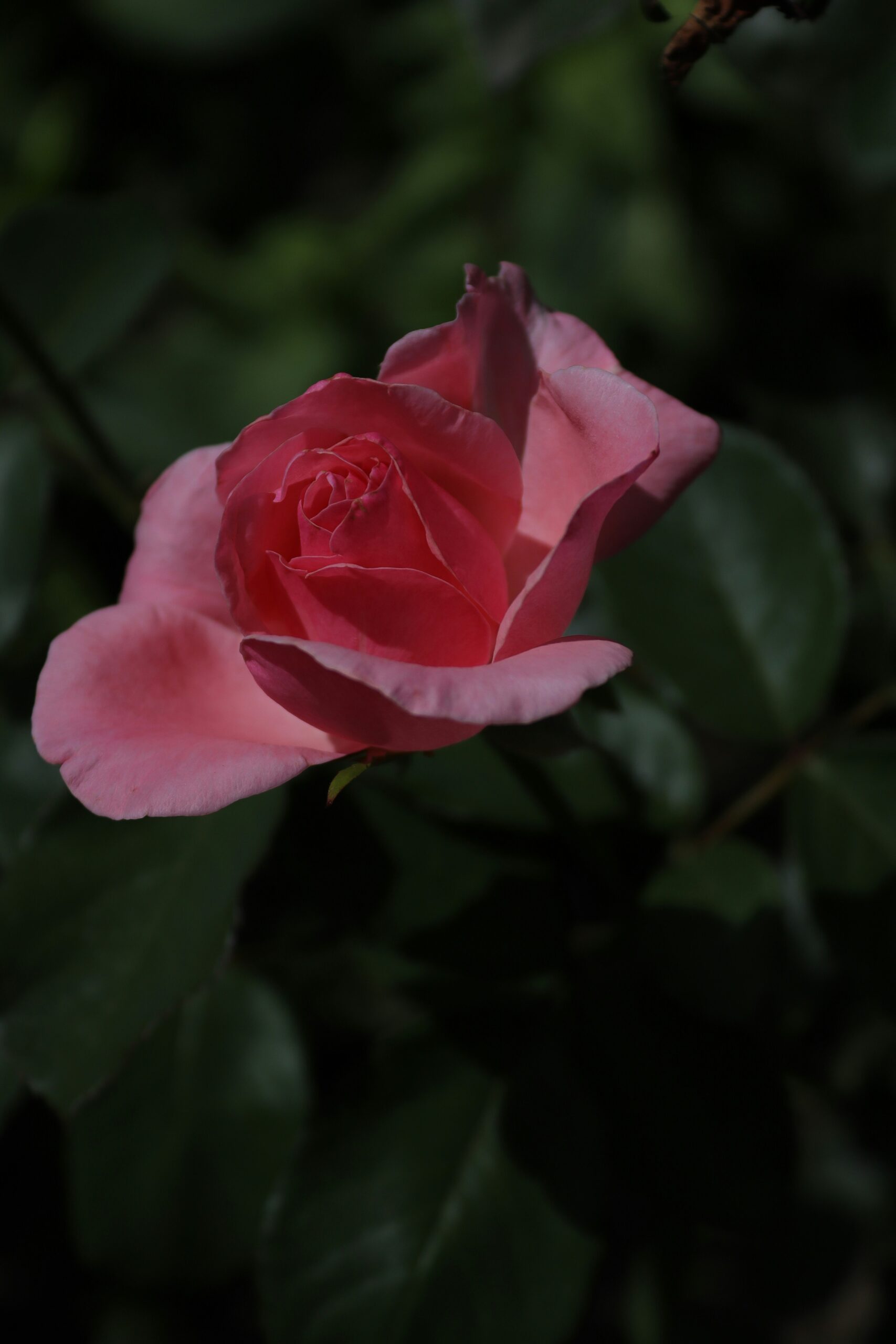 Hello World Featured Image